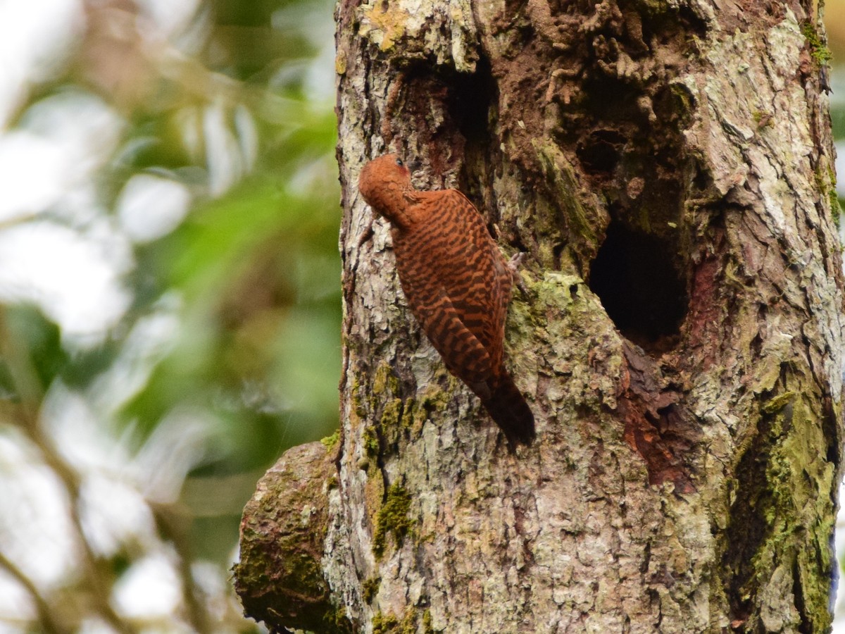 Rufous Woodpecker - Shafeeq Wilson