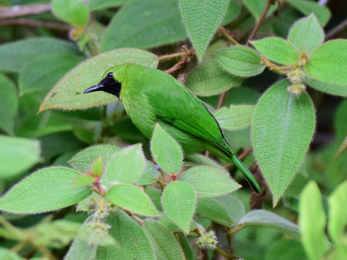 Lesser Green Leafbird - ML203156071