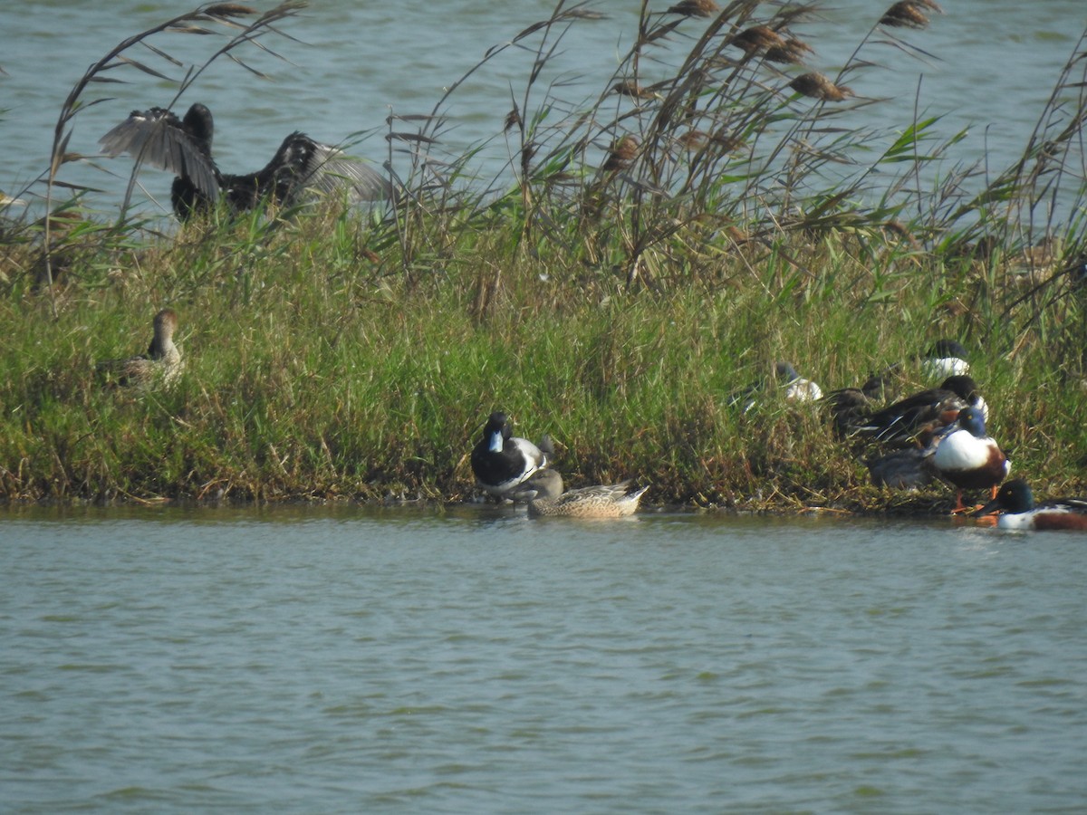 Greater Scaup - ML203158501