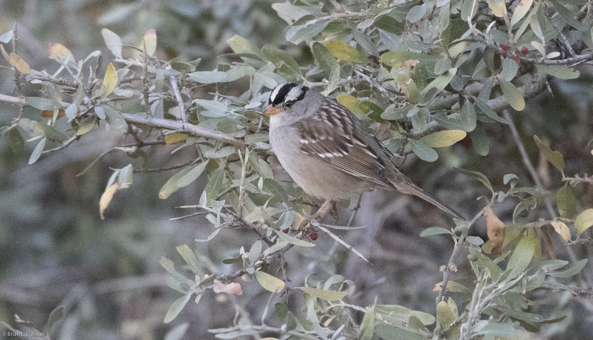 White-crowned Sparrow (Gambel's) - ML20315981