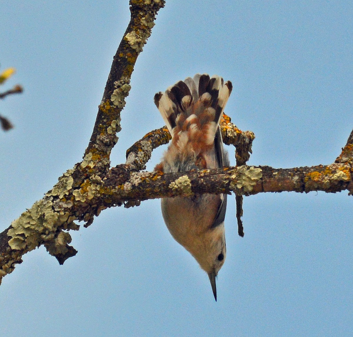 White-breasted Nuthatch - Daniel Murphy