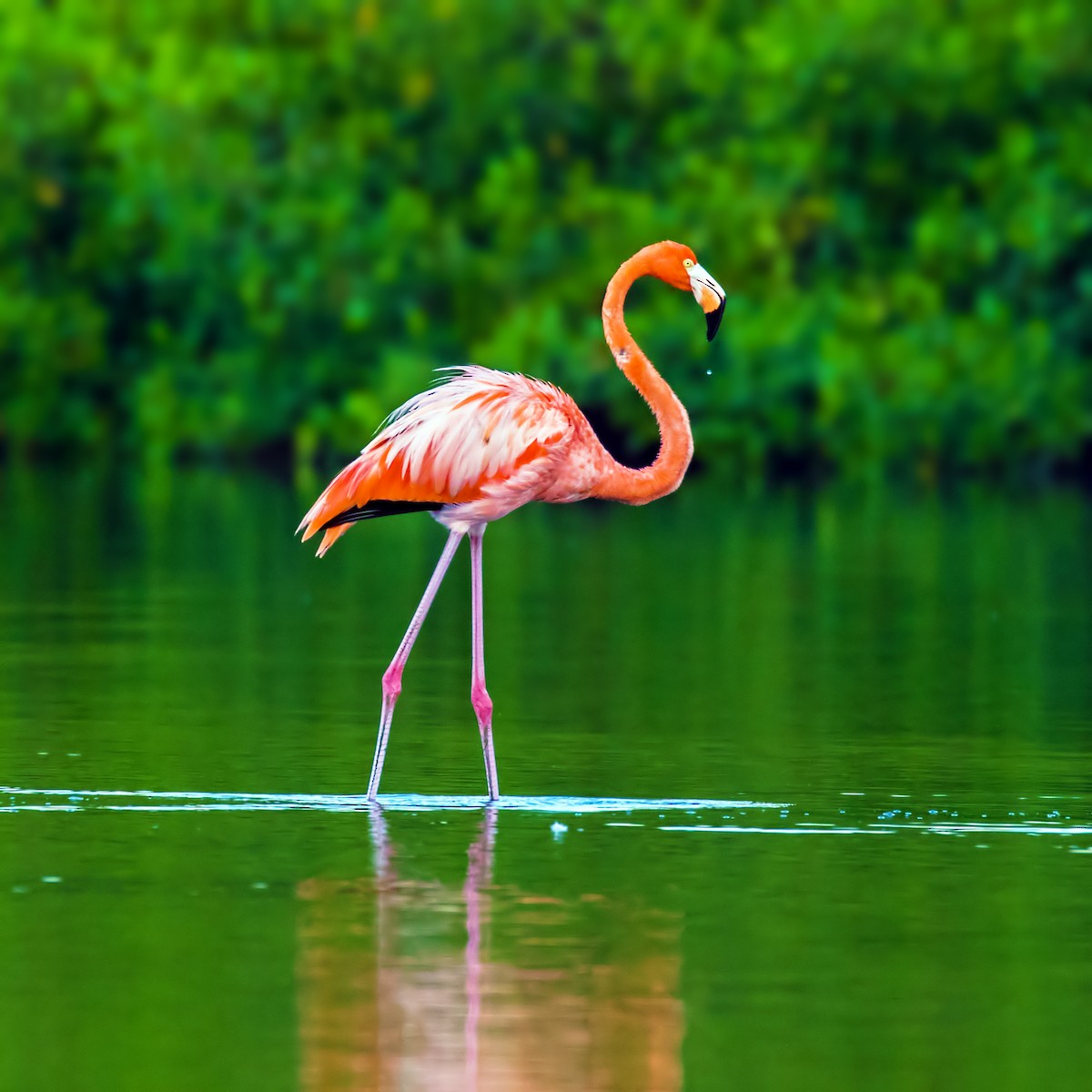 American Flamingo - Vayun Tiwari