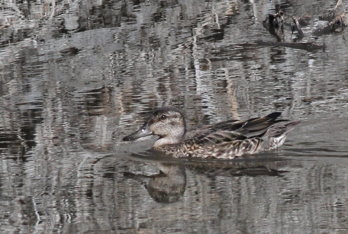 Green-winged Teal - ML20317551