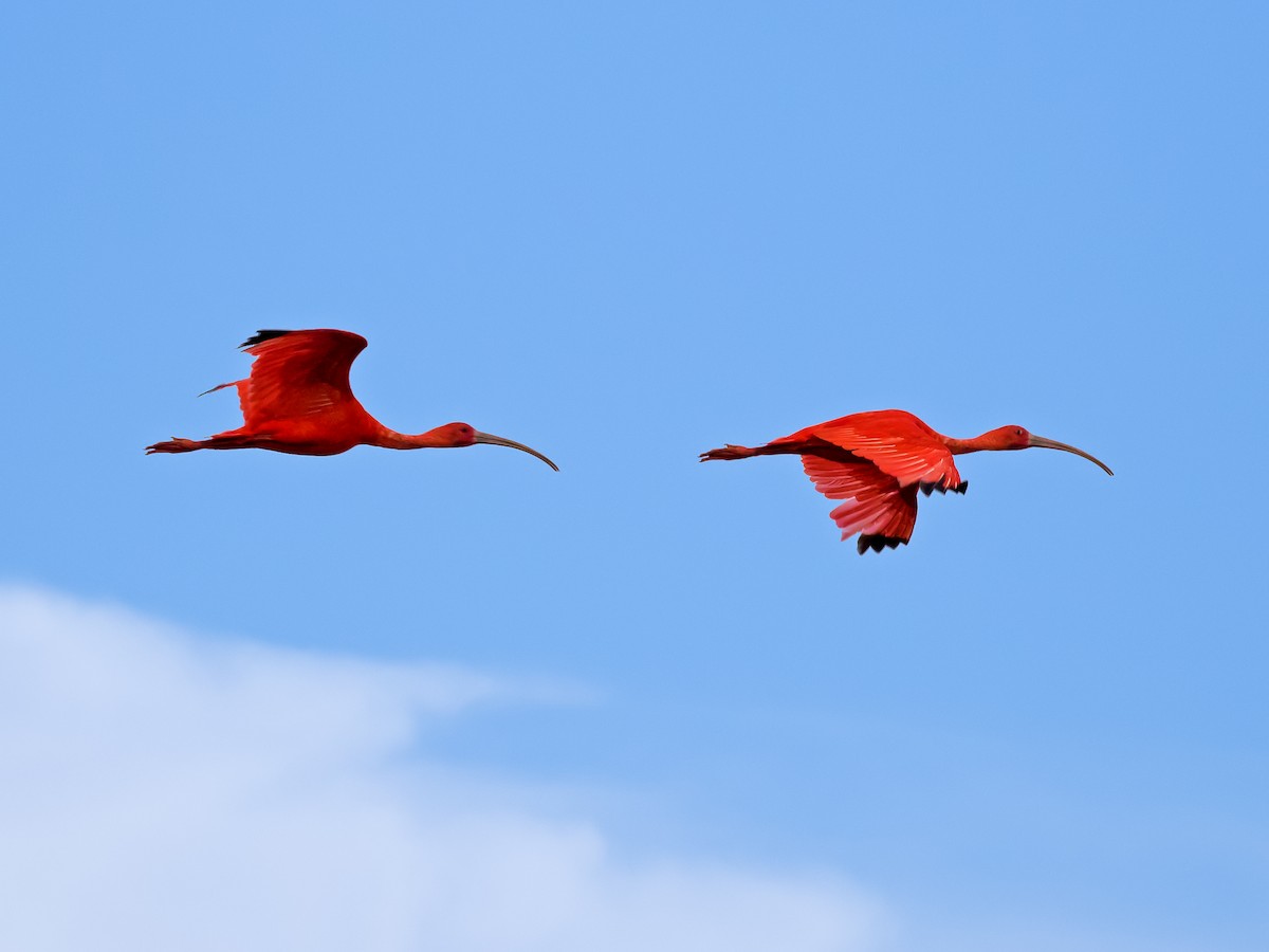 ibis rudý - ML203175601