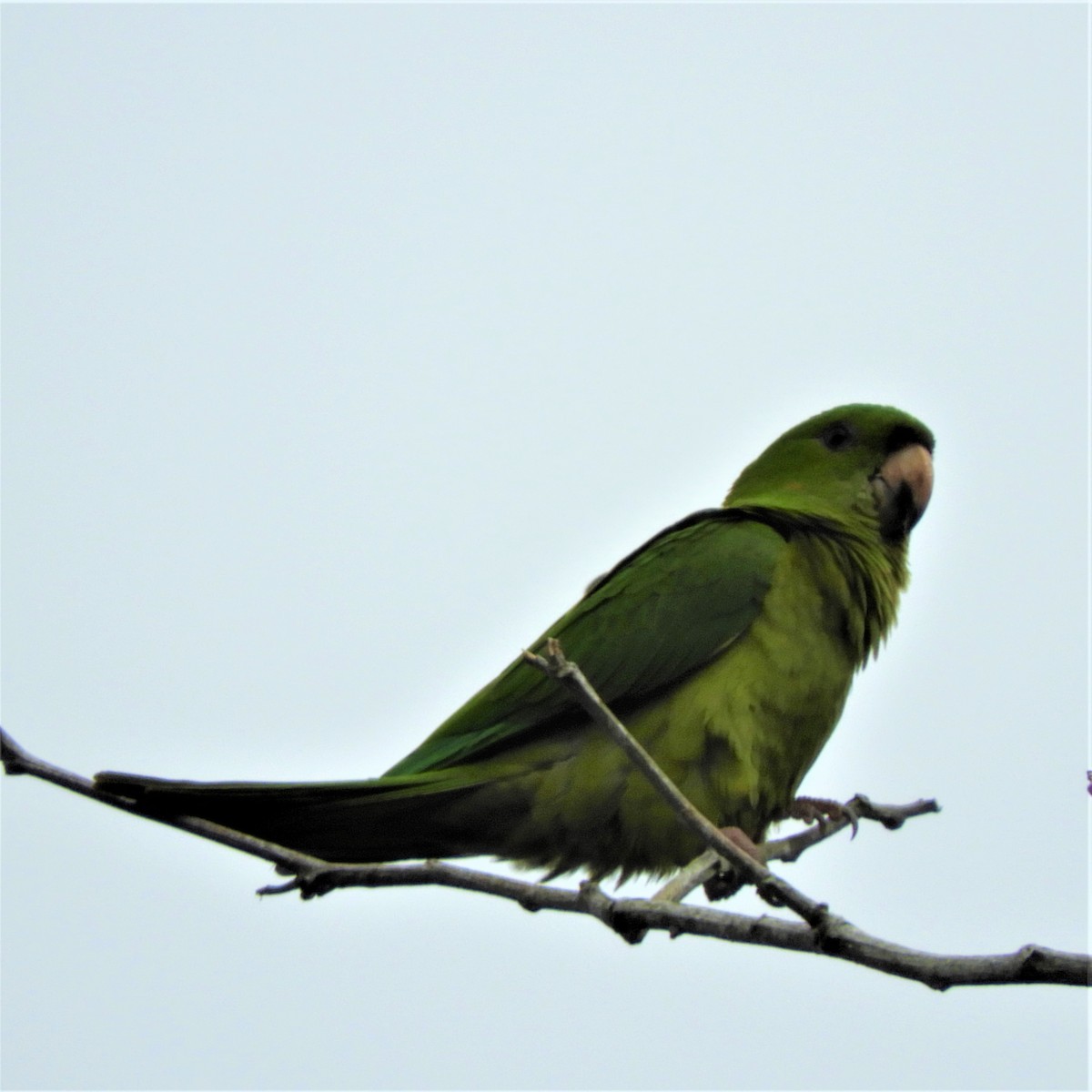 Green Parakeet - ML203180671