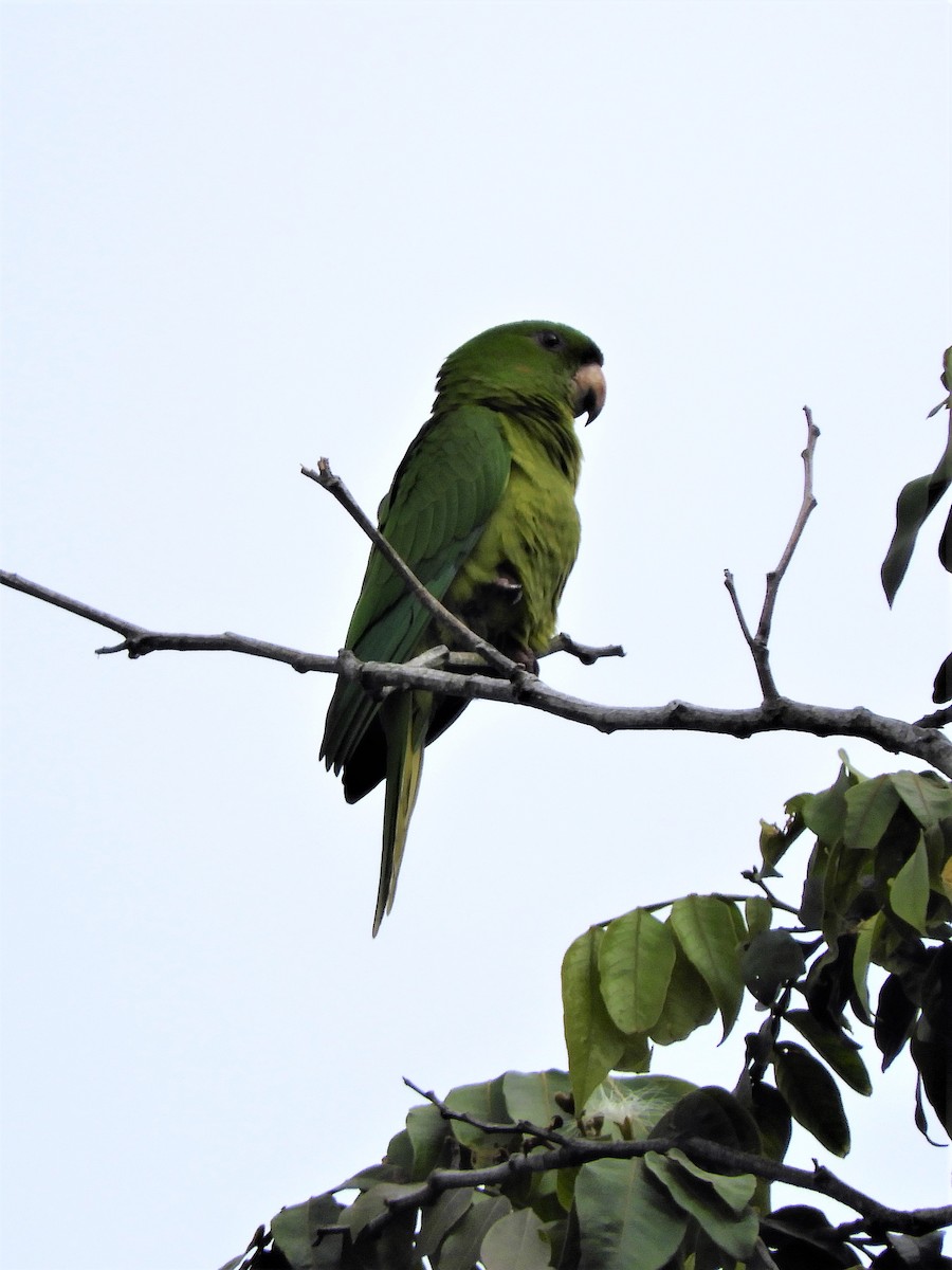 Green Parakeet - Sheila Nale