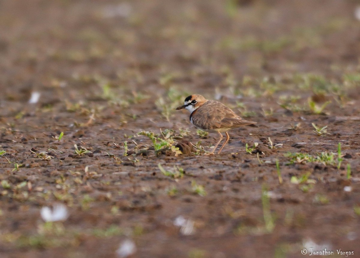 Collared Plover - ML203185081