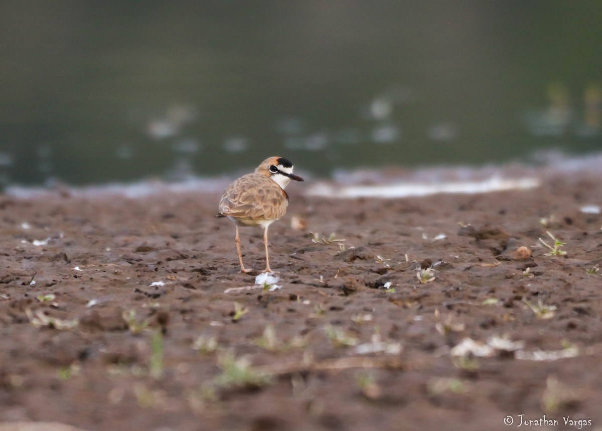 Collared Plover - ML203185091