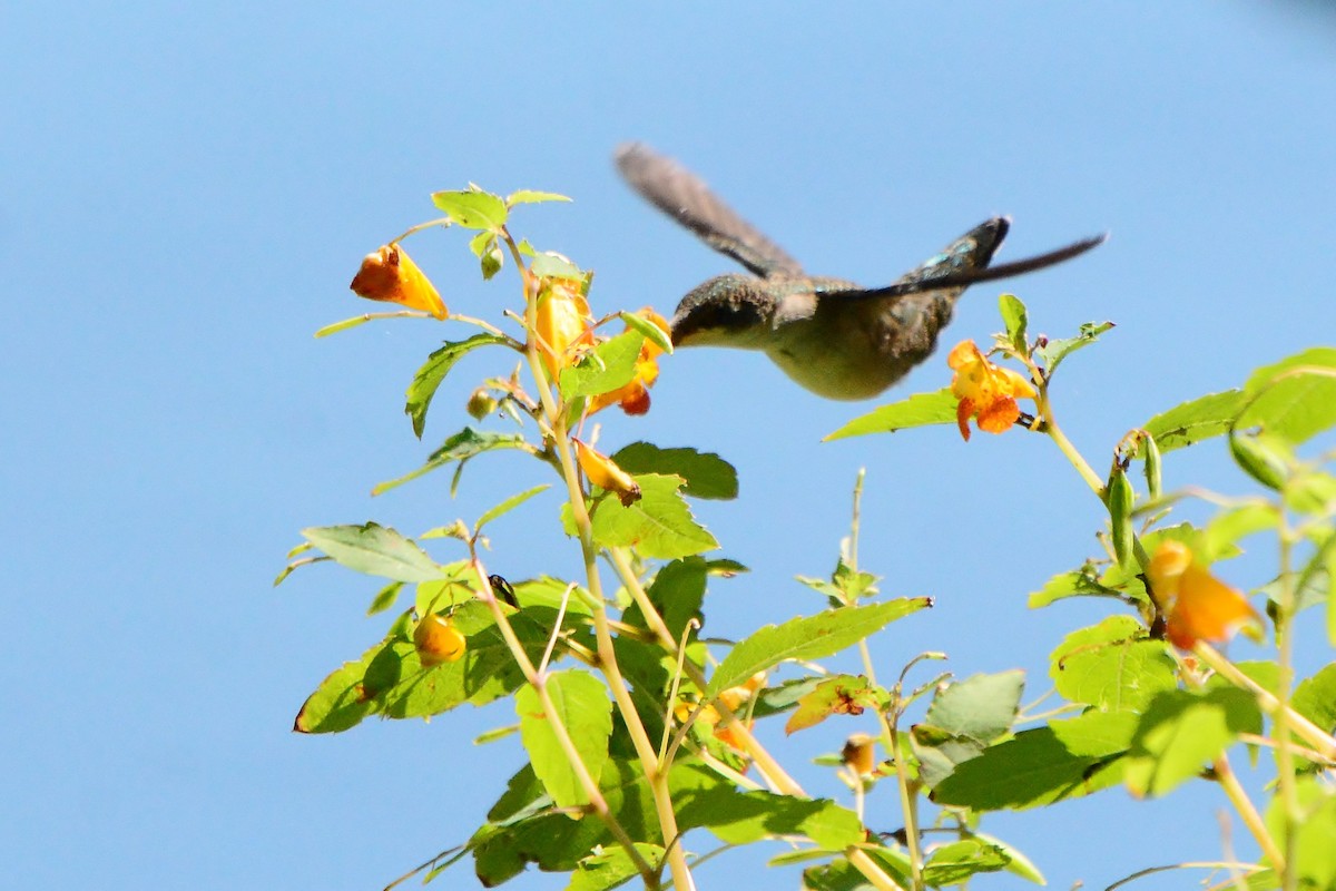 Ruby-throated Hummingbird - Joanne Muis Redwood