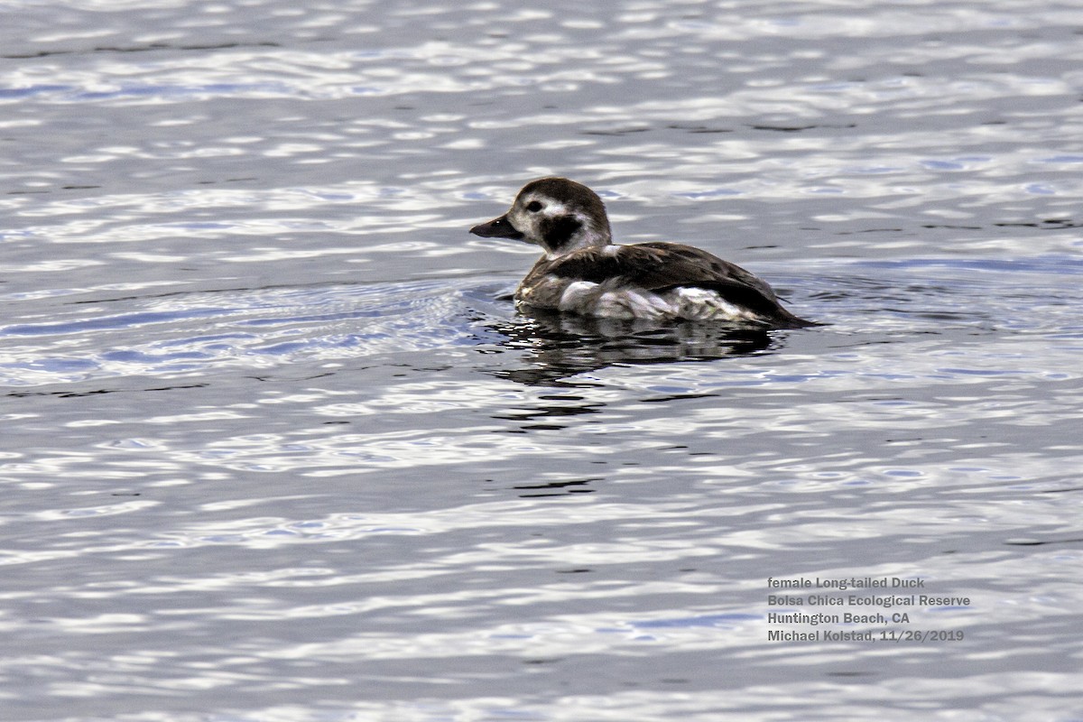 Long-tailed Duck - ML203186041
