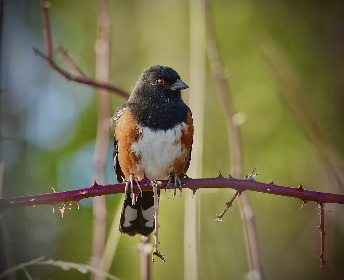 Spotted Towhee - ML203189691