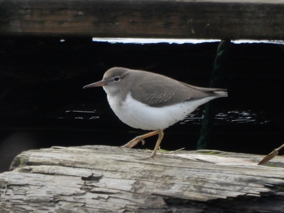 Spotted Sandpiper - Janet Lamberson