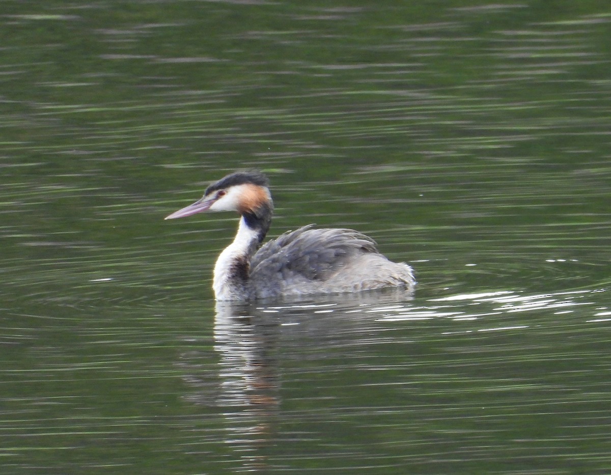 Great Crested Grebe - ML203195111