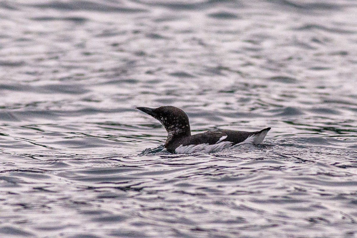Common Murre - Charlie Wright