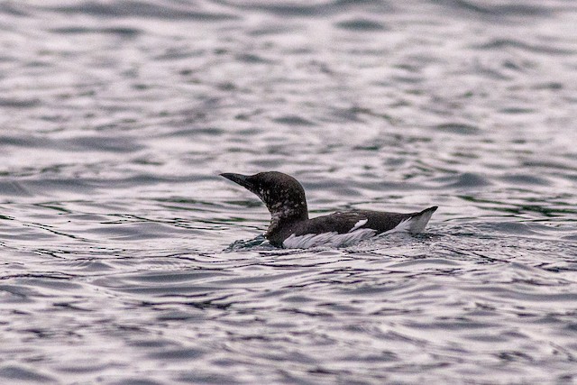 Common Murre in Basic Plumage, with dark head - Common Murre - 