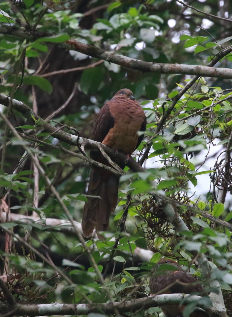 Brown Cuckoo-Dove - ML203199881