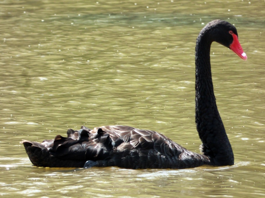 Black Swan - ML203205811