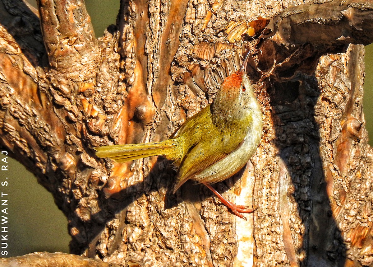 Common Tailorbird - Sukhwant S Raj