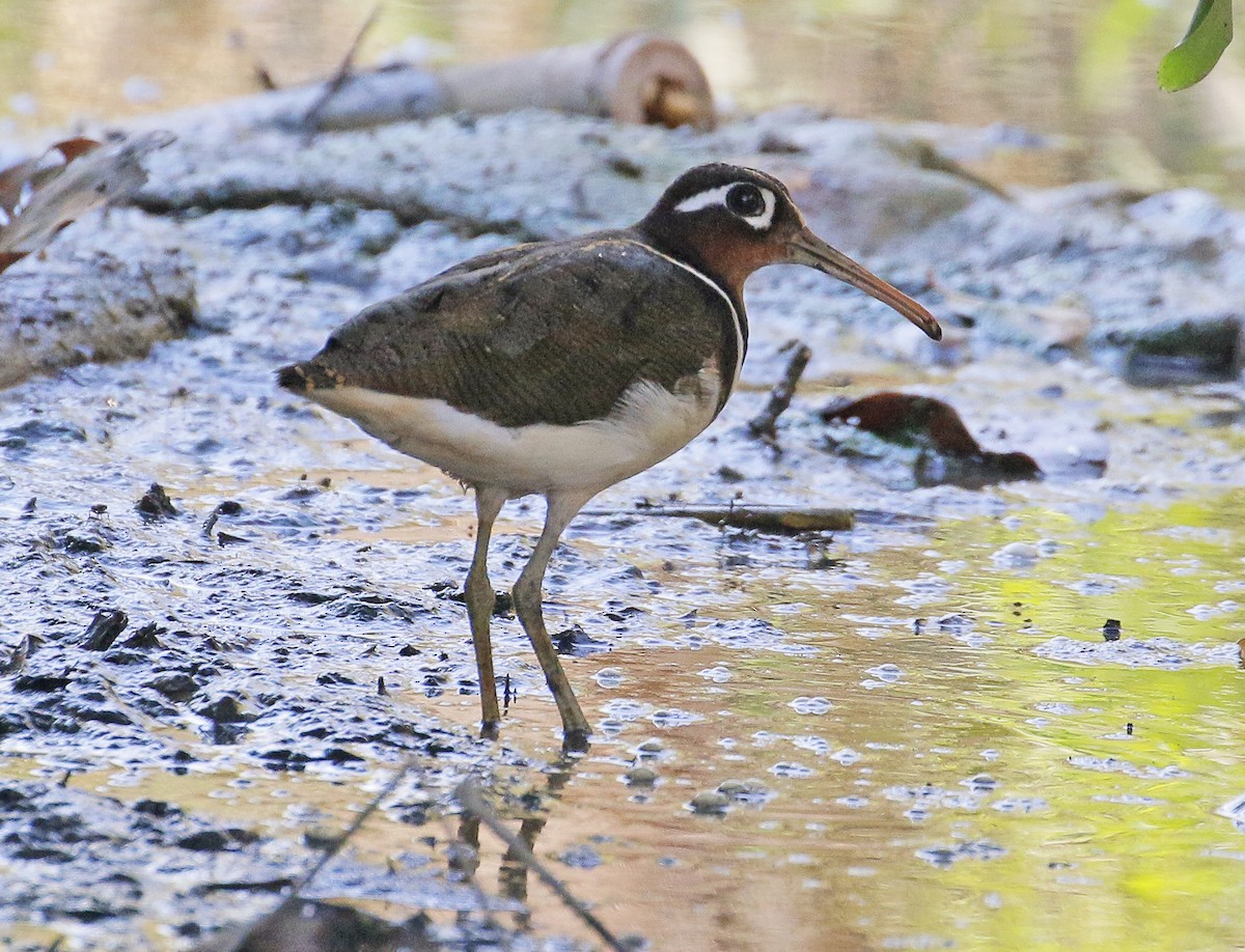Greater Painted-Snipe - ML203210421