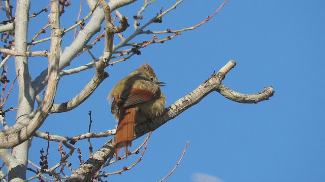 Brown-capped Tit-Spinetail - ML203211021