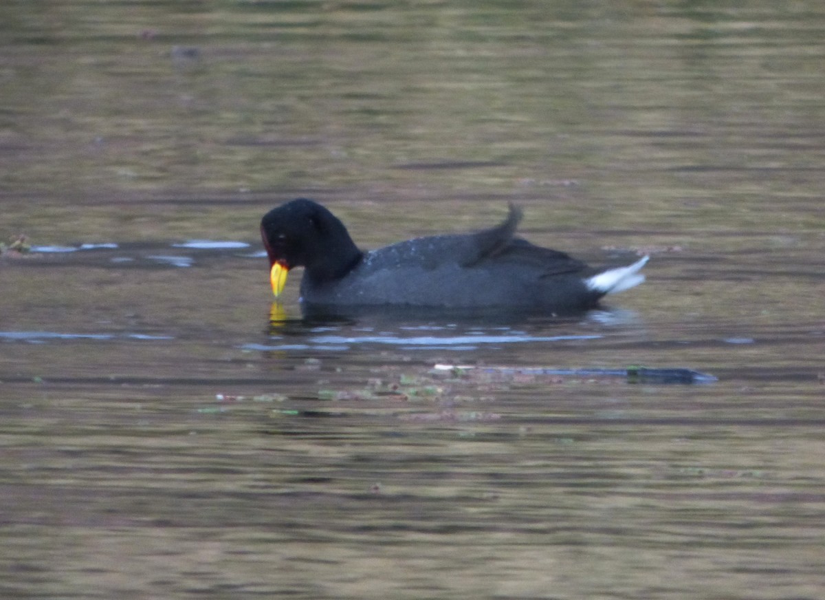 Red-fronted Coot - Tony King