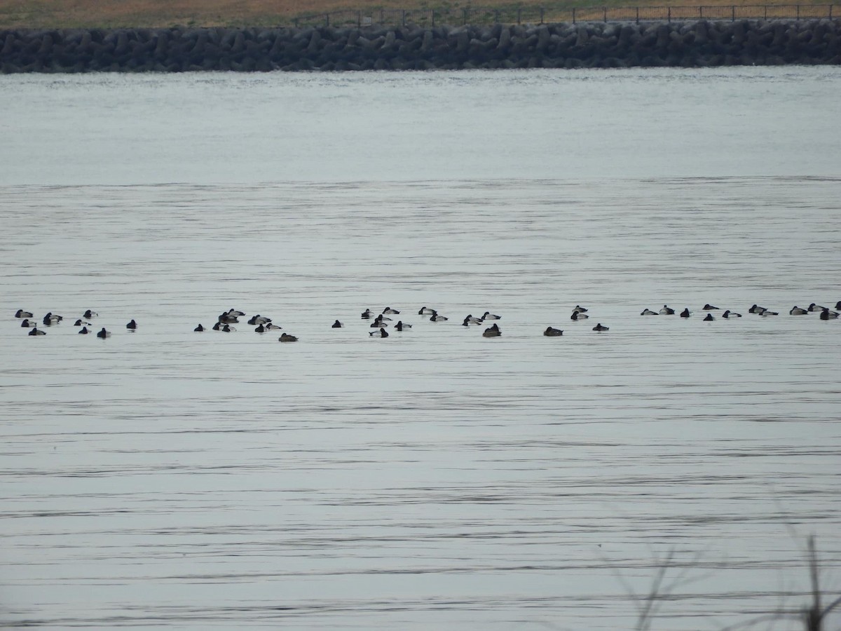 Greater Scaup - ML203213531
