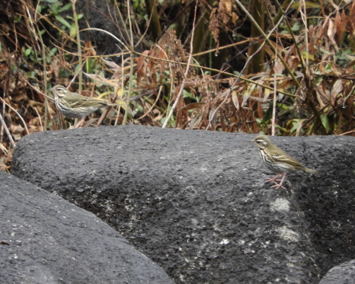 Olive-backed Pipit - ML203213941