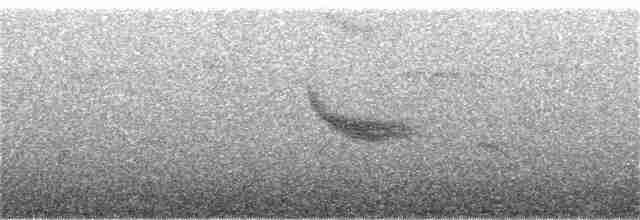 Вилохвістка плямиста - ML203216661
