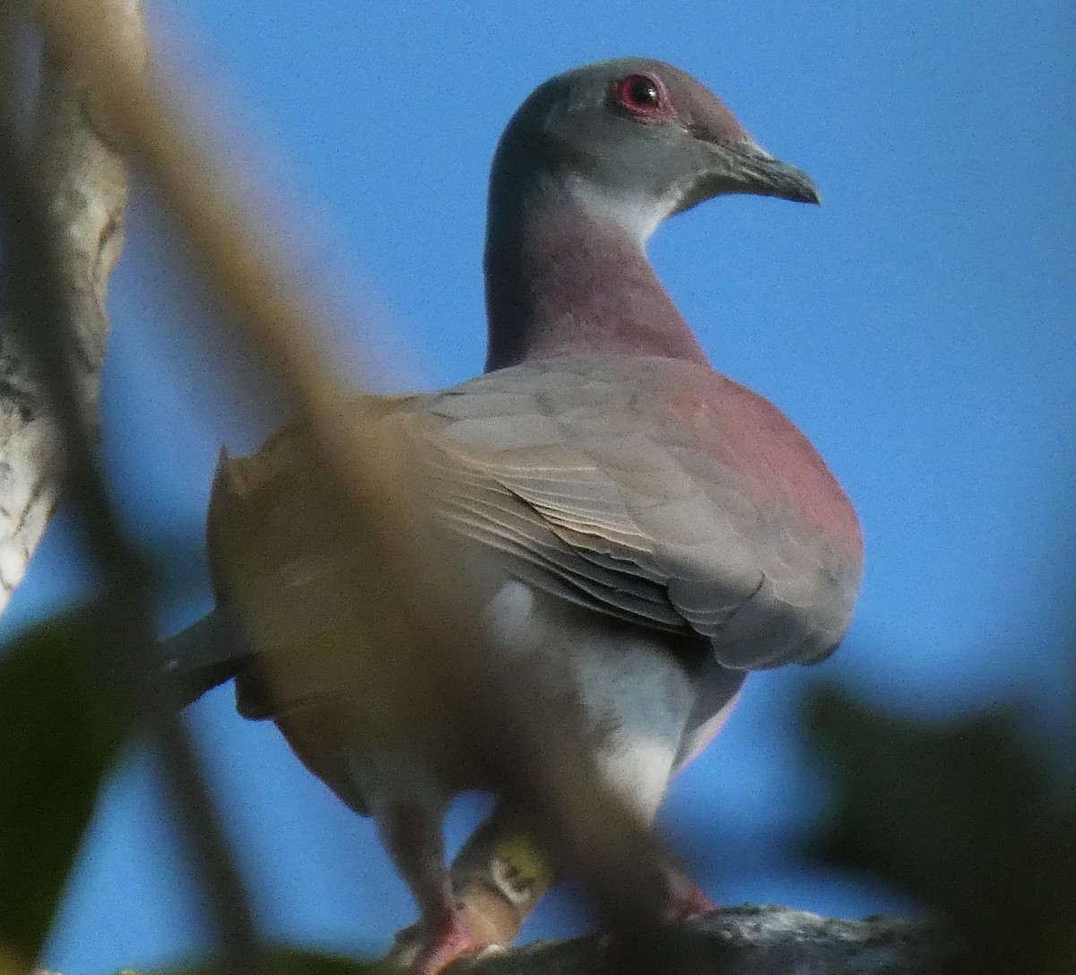 Pale-vented Pigeon - Aarre Ertolahti