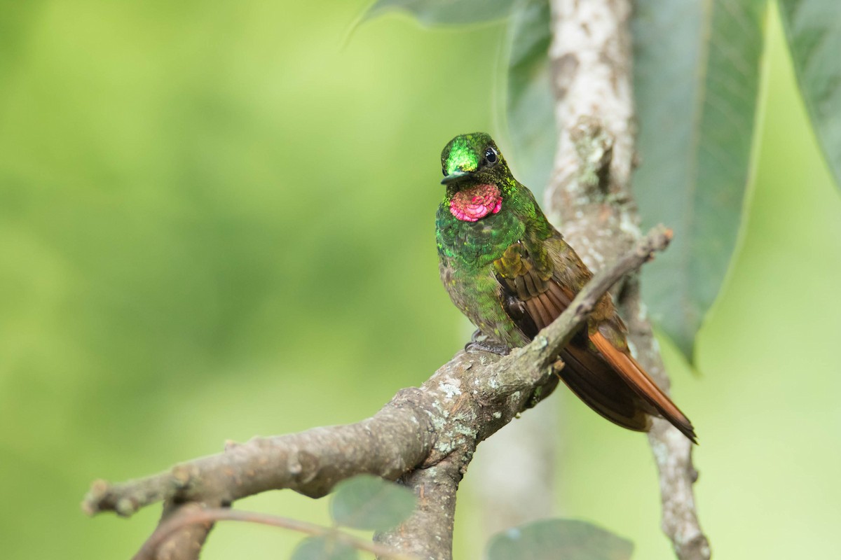 kolibřík brazilský - ML203222861