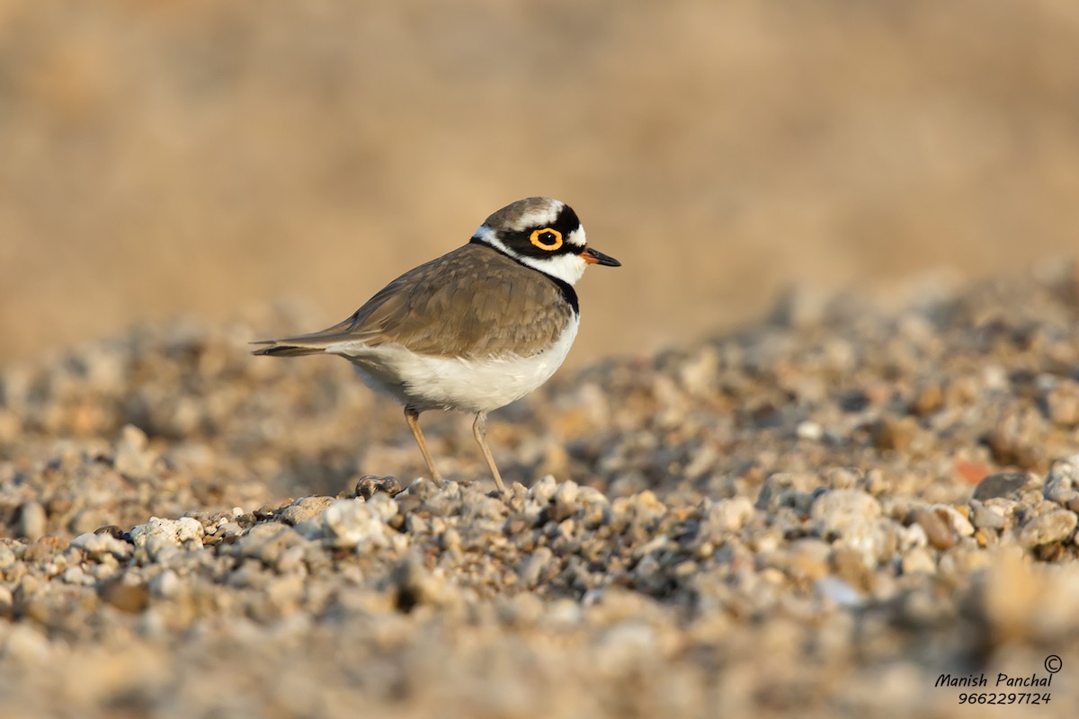 Little Ringed Plover - Manish Panchal