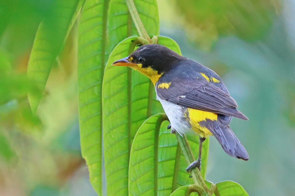 Yellow-backed Tanager - ML203223461