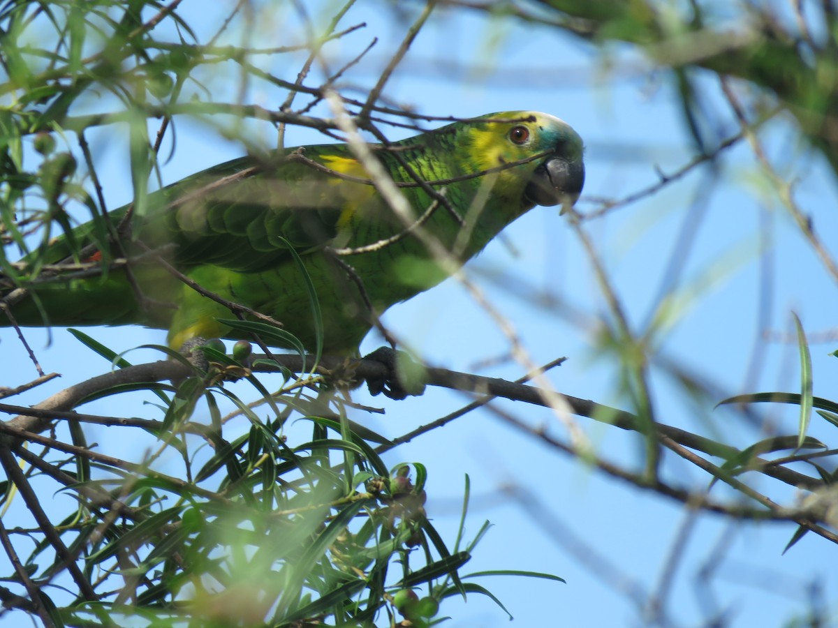 Turquoise-fronted Parrot - ML203224971