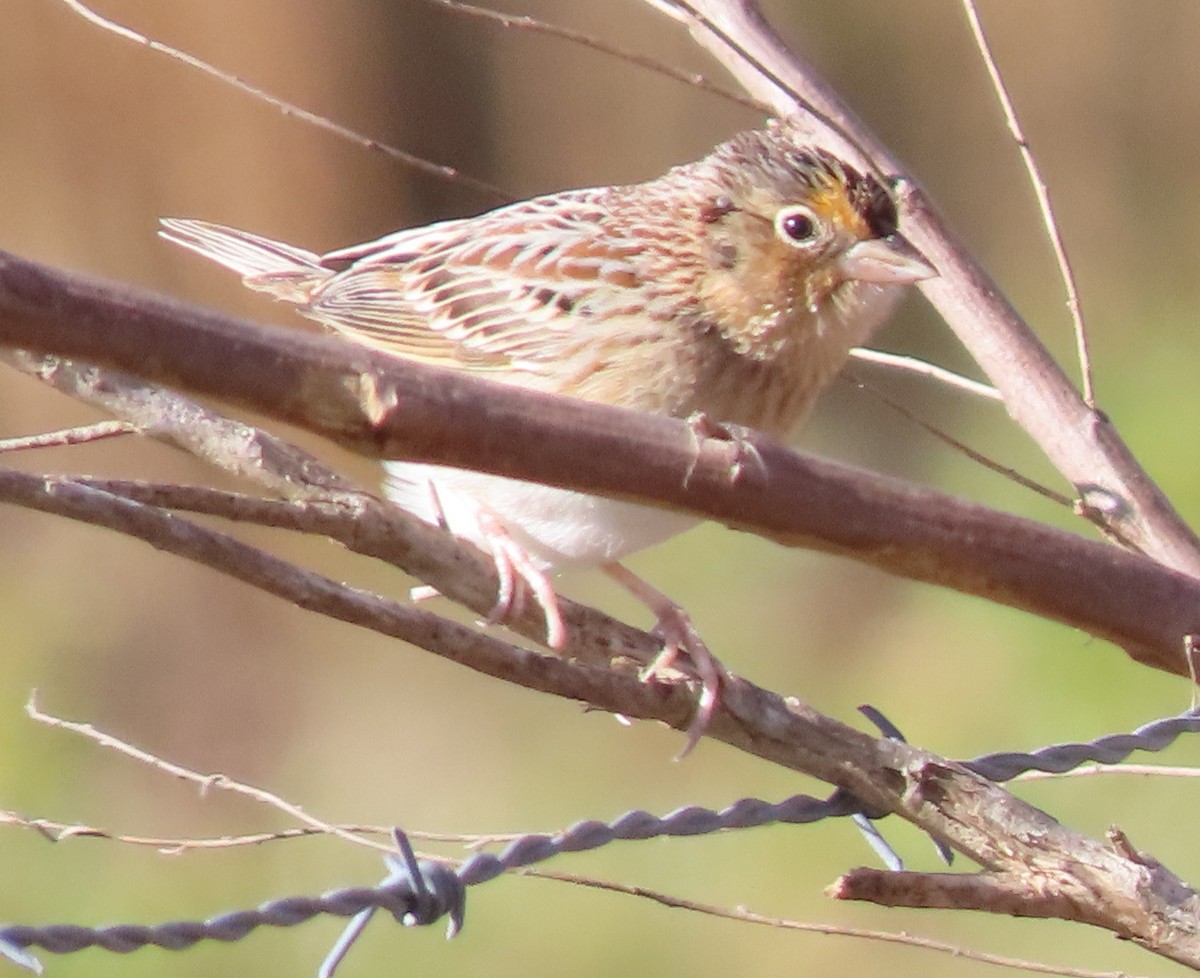 Grasshopper Sparrow - ML203225371