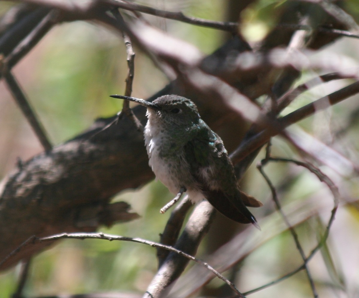 White-bellied Hummingbird - Paul Salaman