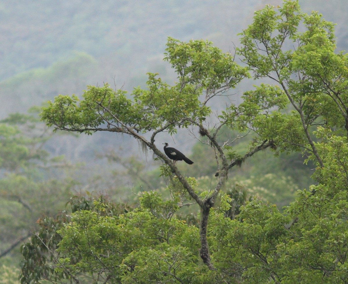 White-throated Piping-Guan - ML203229761
