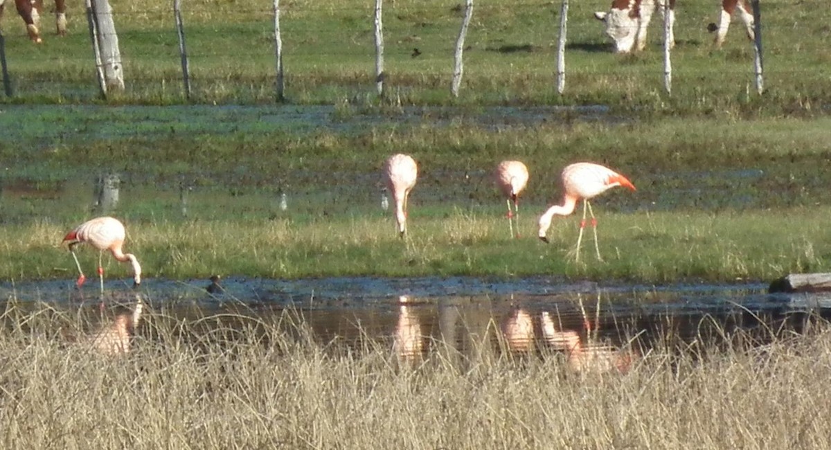 Chilean Flamingo - Javier De Leonardis