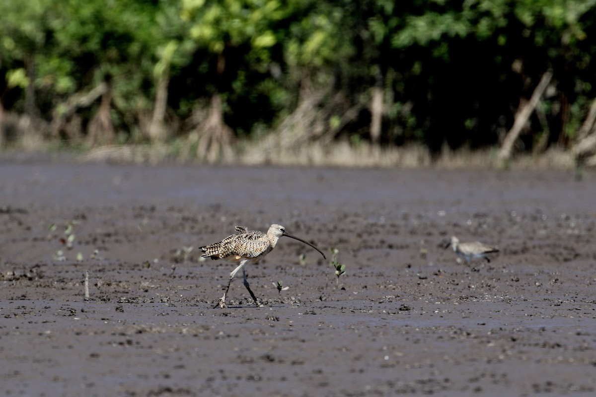 Long-billed Curlew - ML203239681