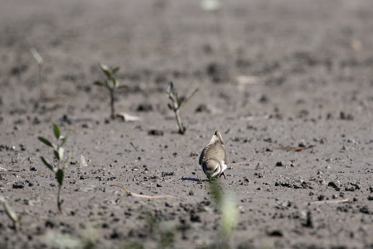 Semipalmated Plover - ML203244271
