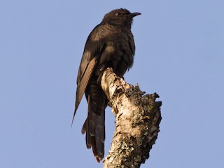 นกเต็มวัย ชุดขนสีดำ - Simon Carter - ML203244901