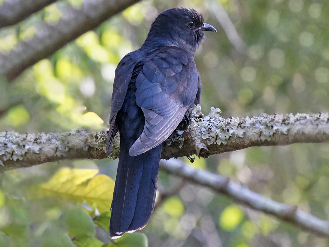 Black Cuckoo Bird