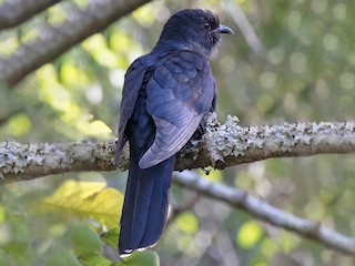 นกเต็มวัย ชุดขนสีดำ - Bruce Ward-Smith - ML203244911
