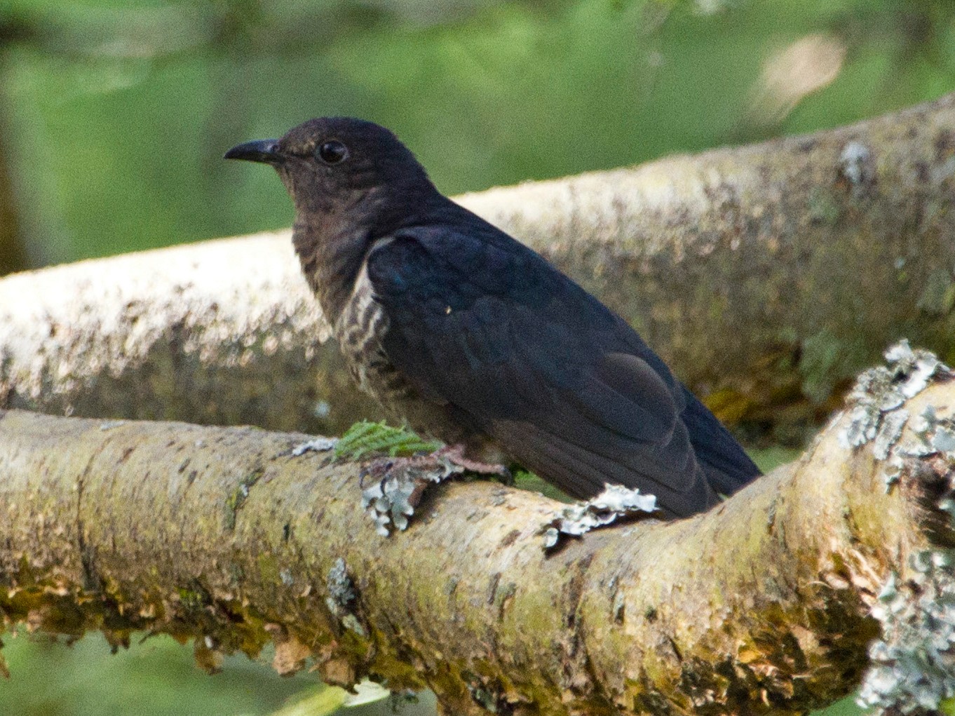 Black Cuckoo - Phil Stouffer