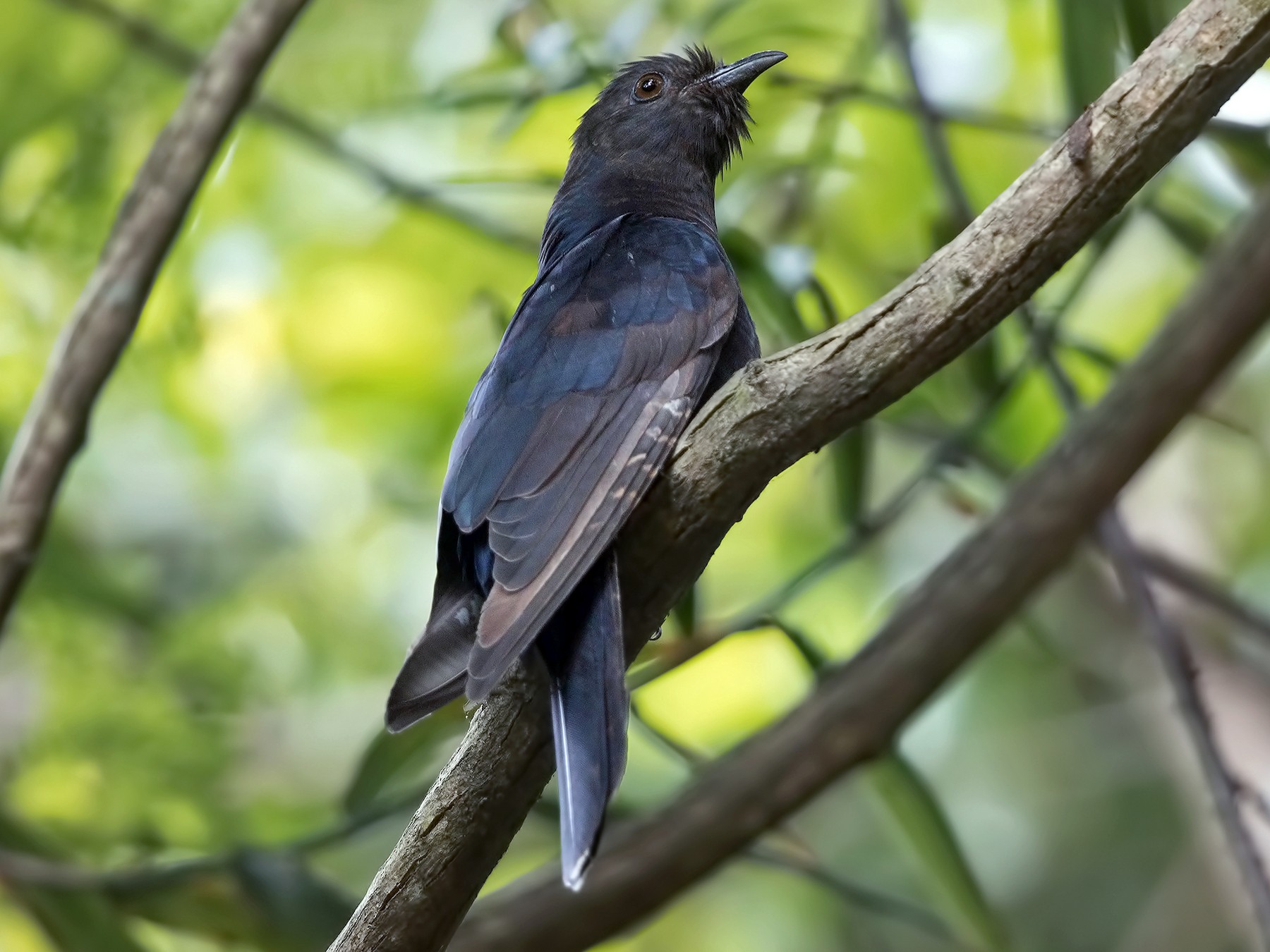 Black Cuckoo Bird