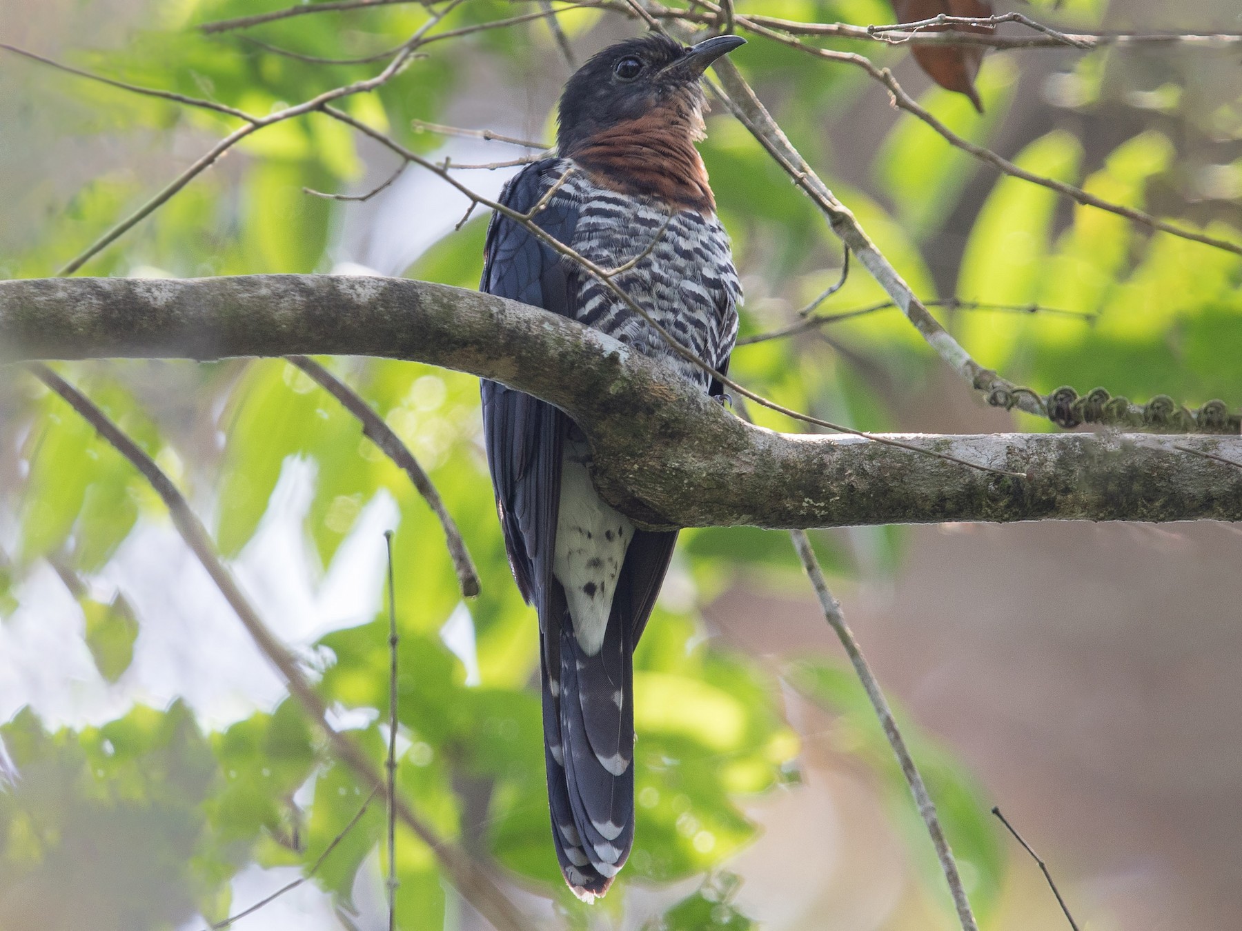 Black Cuckoo Ebird 