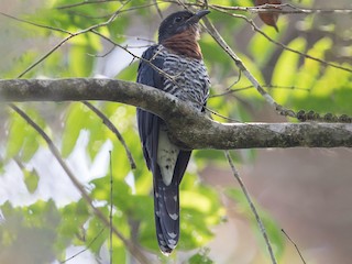 Adult light morph - Jim Hully - ML203244941