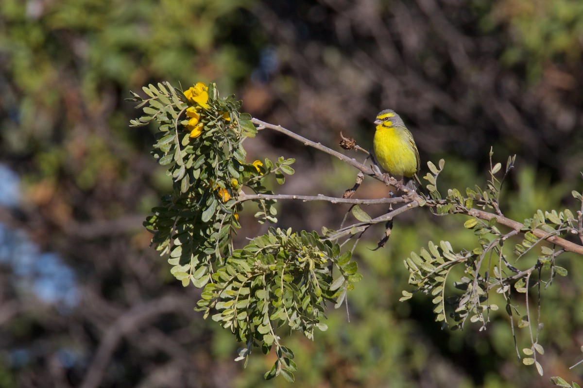 Yellow-fronted Canary - ML203247381