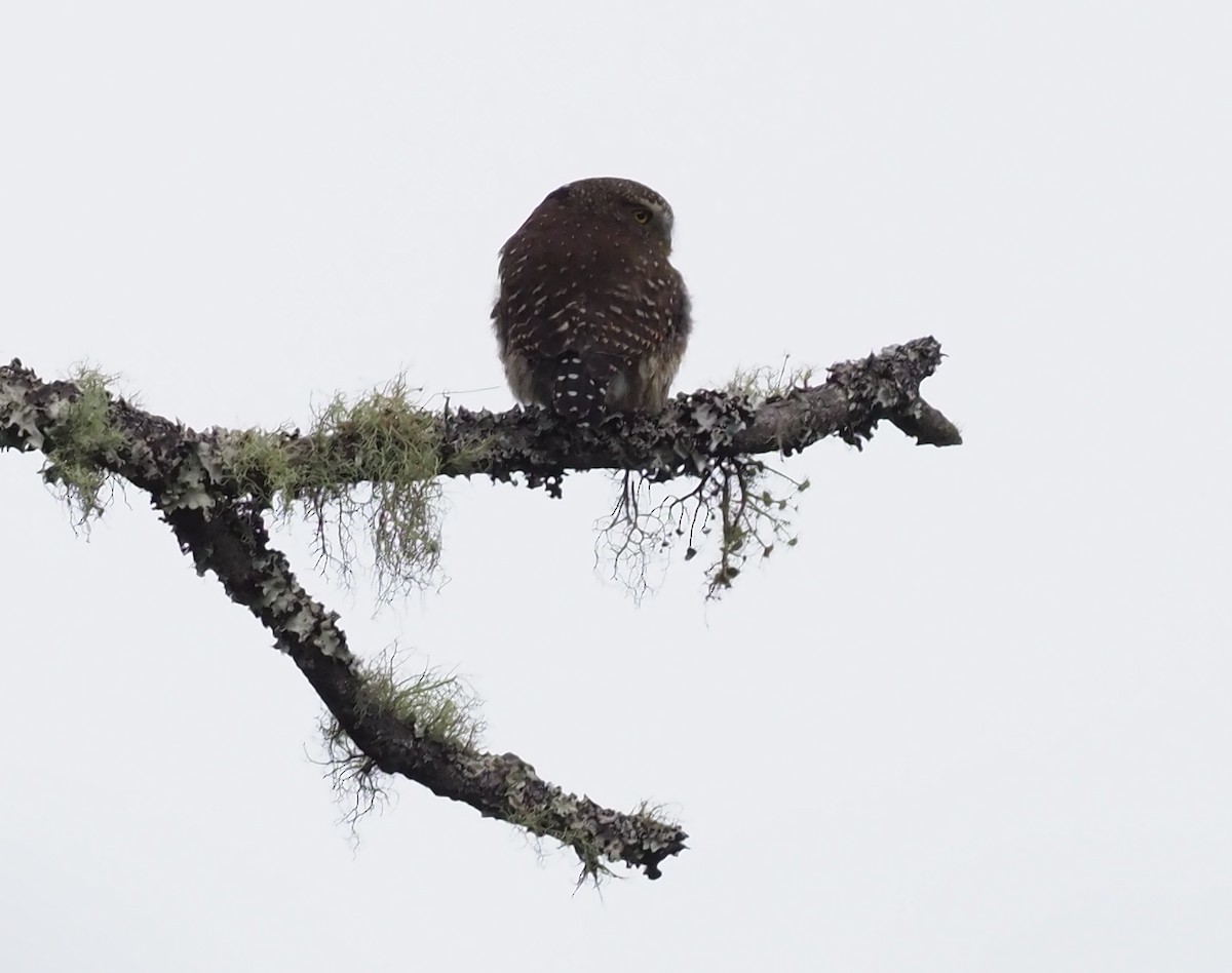 Andean Pygmy-Owl - ML203251491