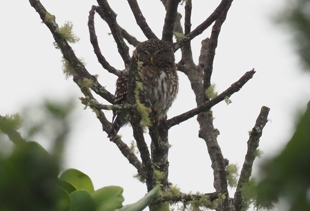 Andean Pygmy-Owl - Stephan Lorenz