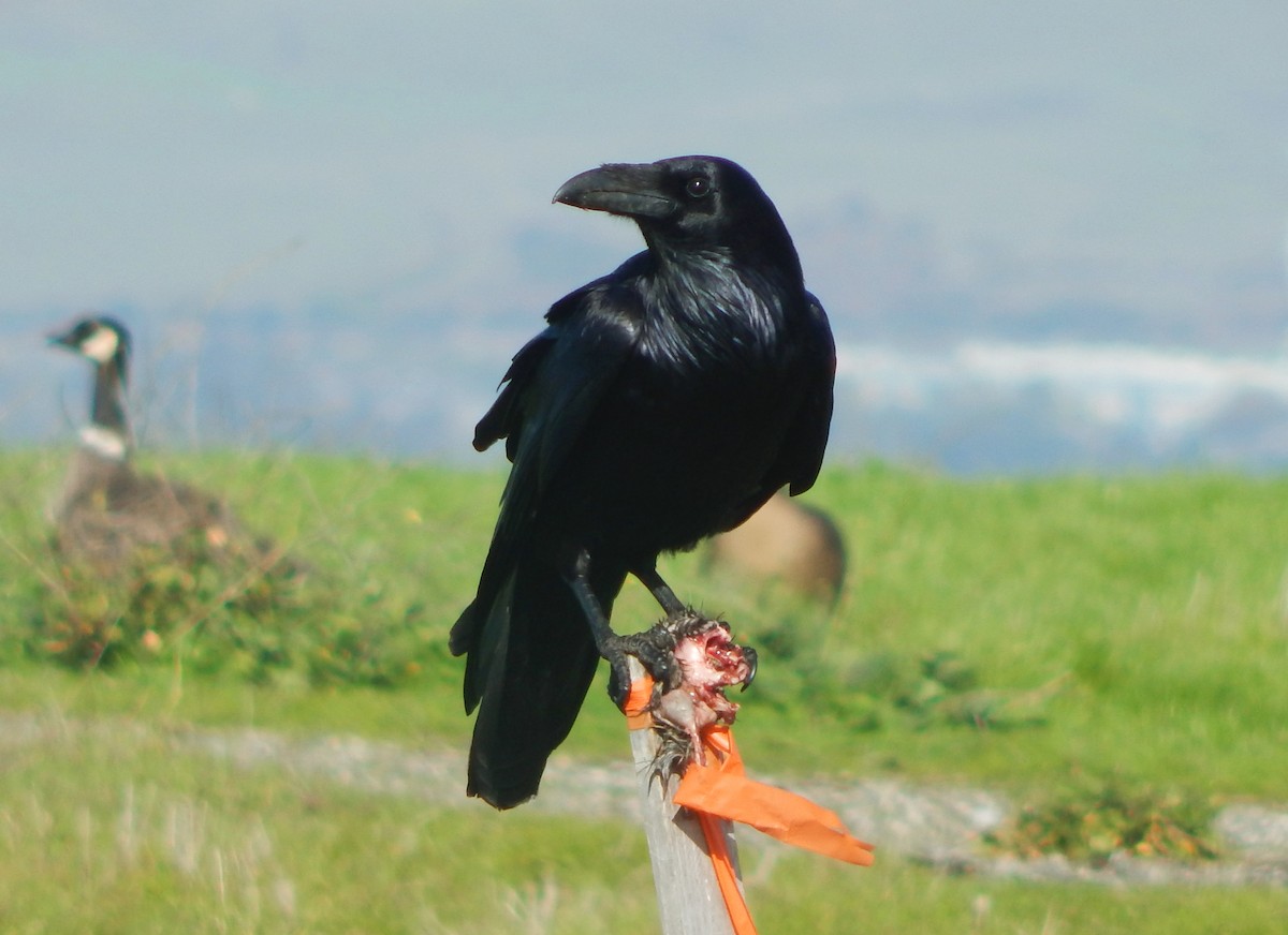 Common Raven - Teale Fristoe